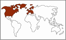 North America, Western Europe